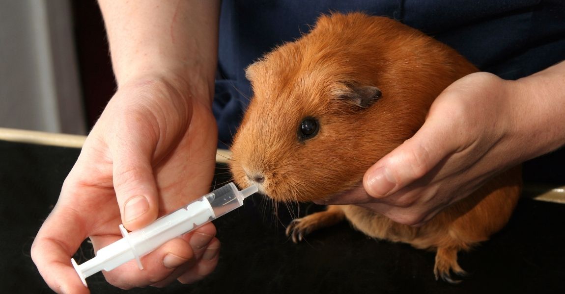 Tips for Cleaning Your Skinny or Guinea Pig Enclosure