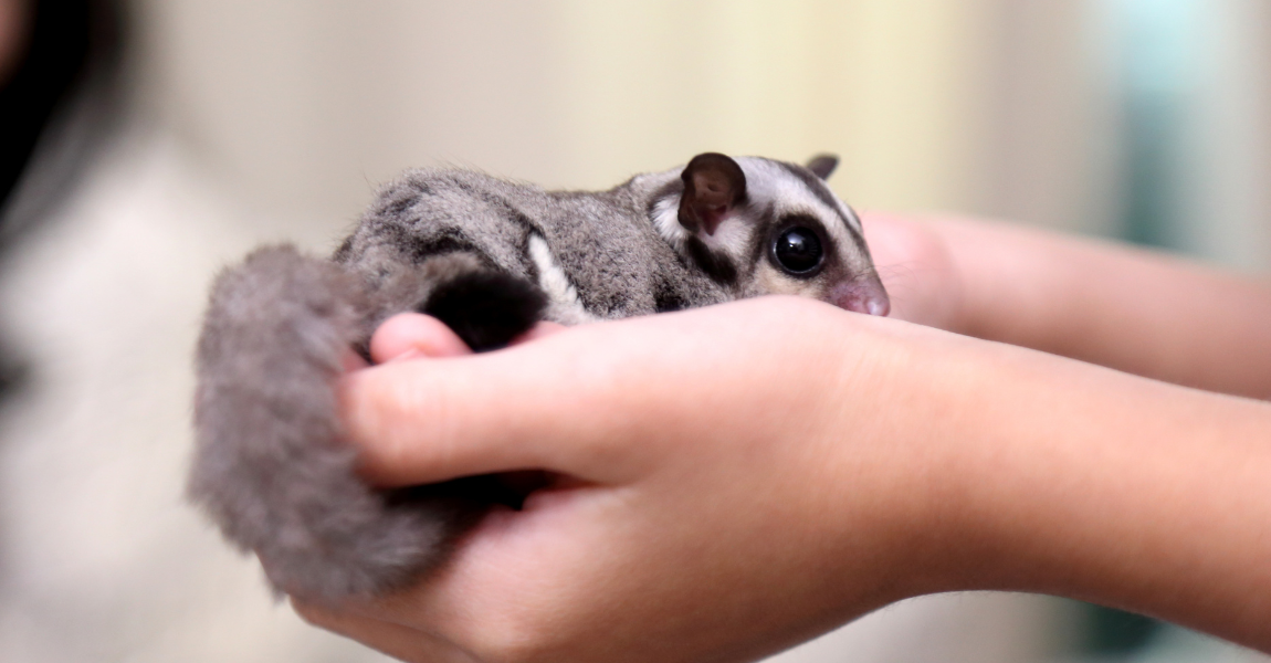 Bathing sugar hot sale gliders