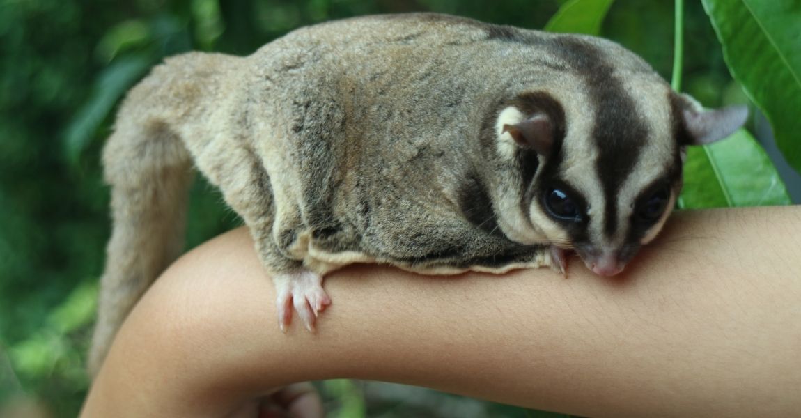 Tips for Cleaning Your Sugar Glider's Enclosure