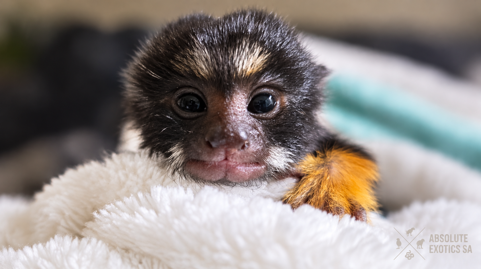cotton top Monkey