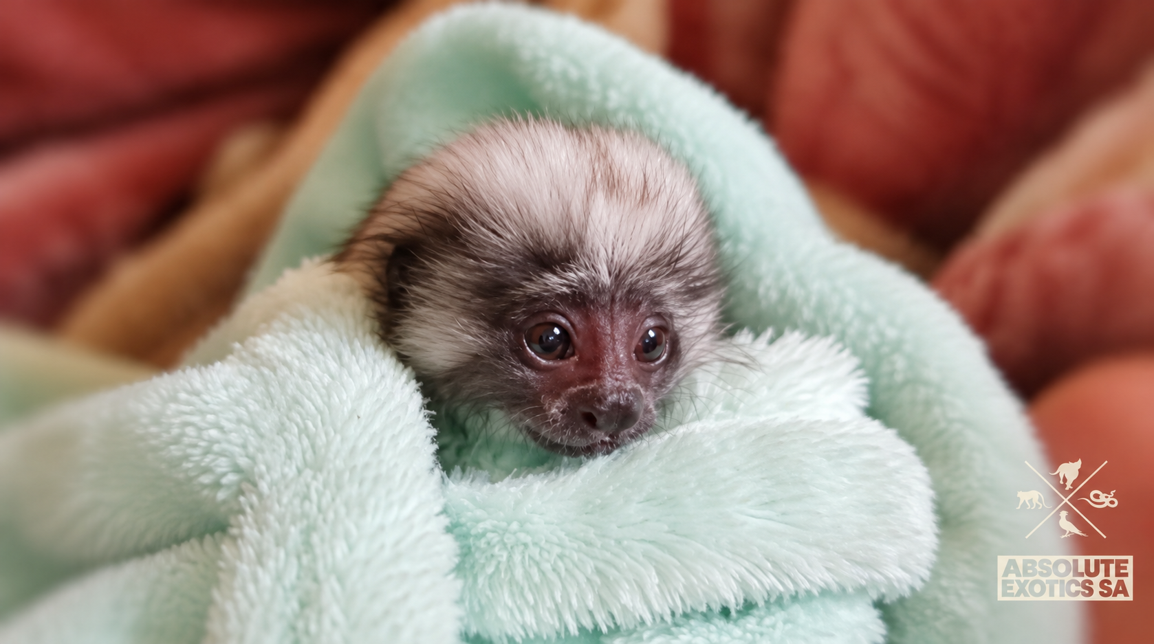 cotton top Monkey