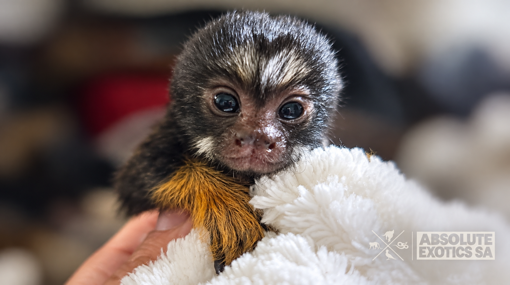 Baby tamarin Monkey
