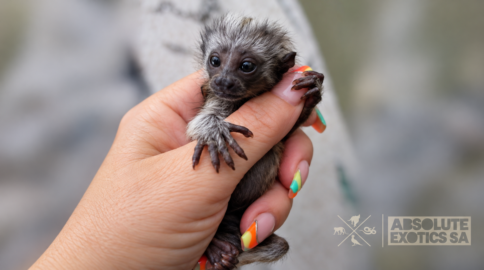 Baby tamarin Monkey