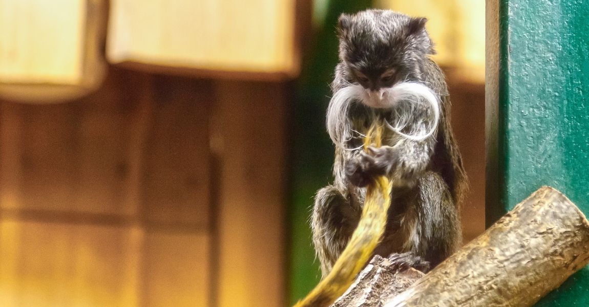 Best Toys for Pet Tamarins: Enhancing Mental Stimulation and Physical Well-being