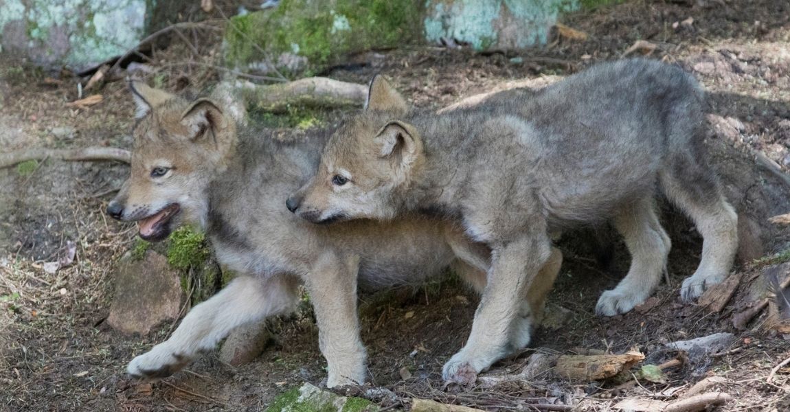Wolf Pups A Journey Of Growth Wolf Pups A Journey Of Growth